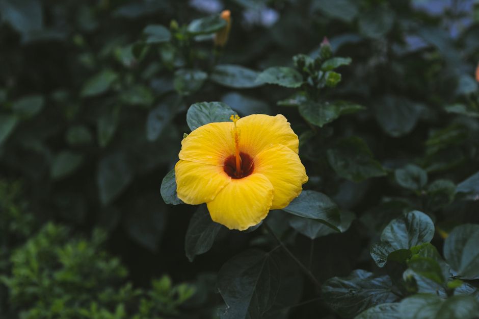 Flowers in Hawaii: Native Species, History & Where to See Them
