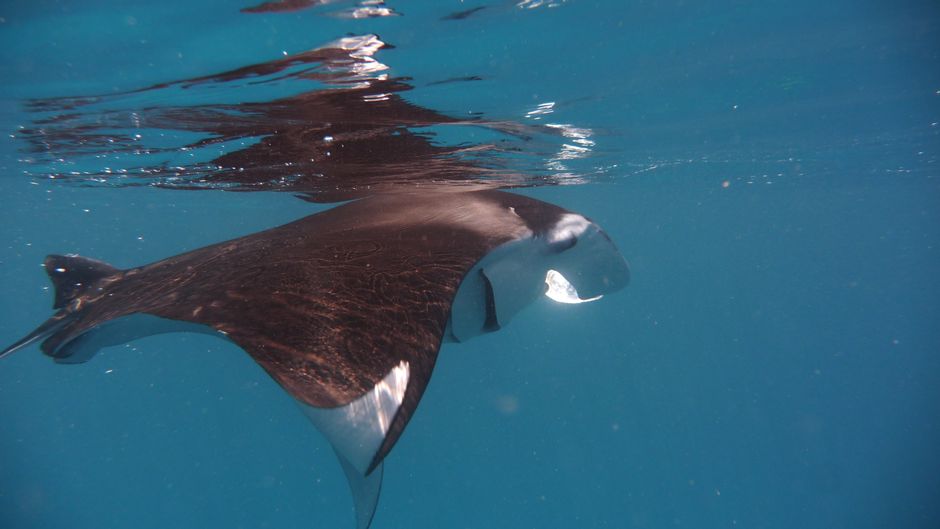 Manta Heaven Kona Hawaii: Night Snorkeling Guide 2026